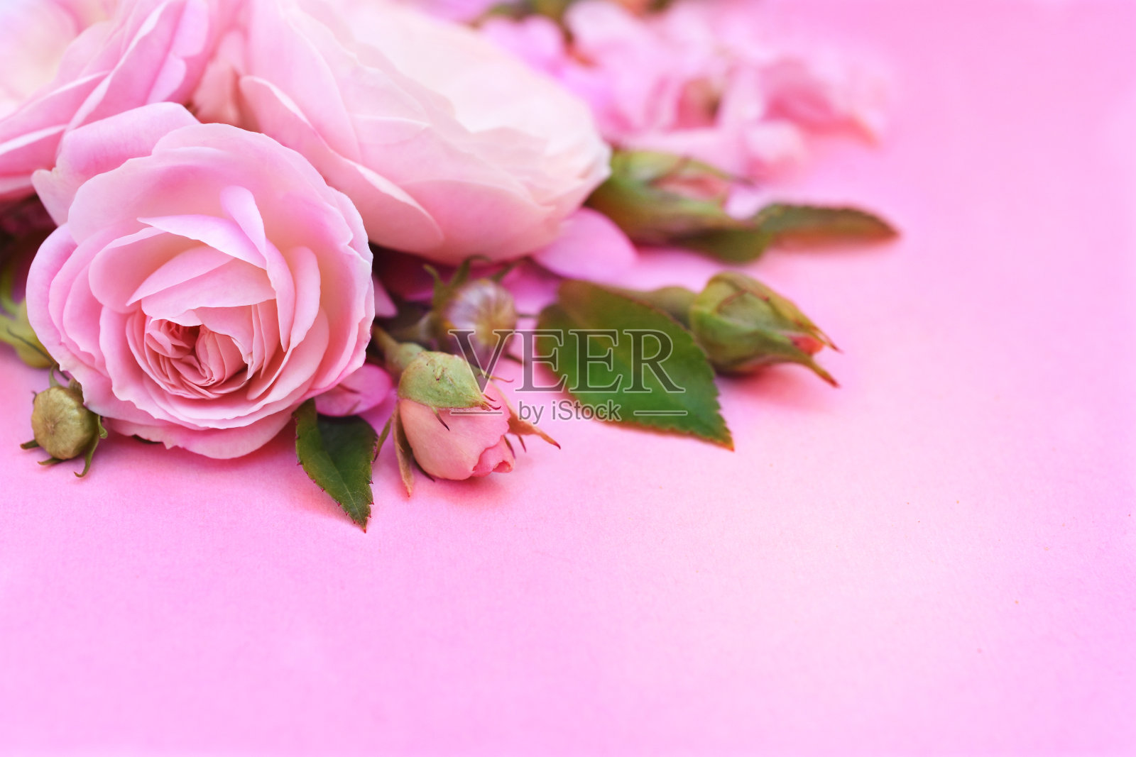 夏日娇艳的玫瑰绽放着节日的鲜花背景照片摄影图片