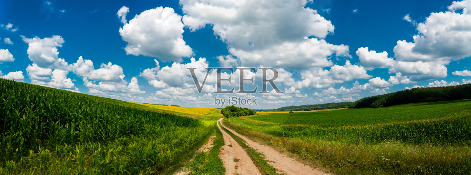 路在一片向日葵和玉米的田野俯瞰着绿色的森林在夏天。波波夫卡村，切尔卡西地区，乌克兰照片摄影图片