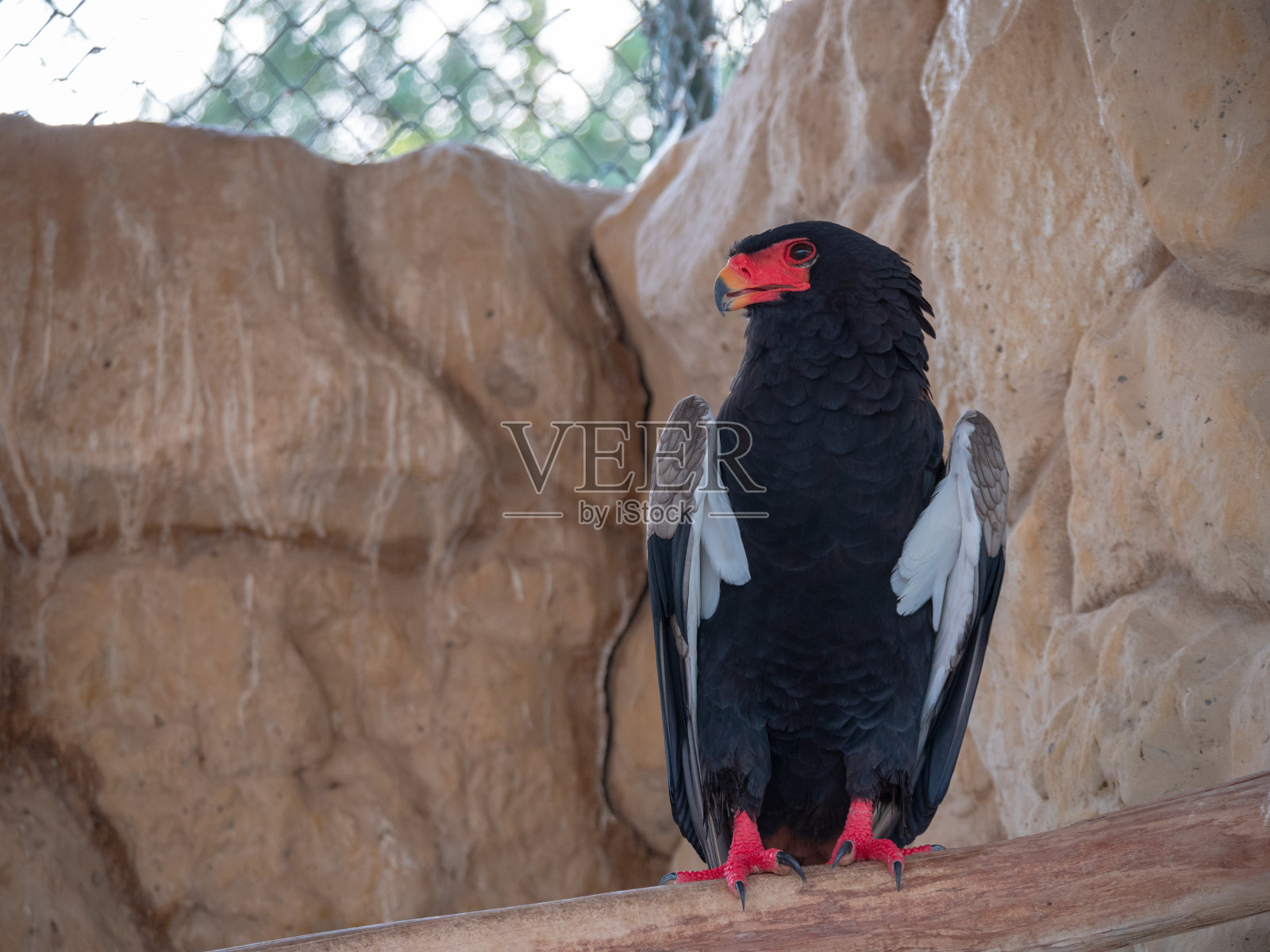 在中东被囚禁的巴特勒之鹰照片摄影图片