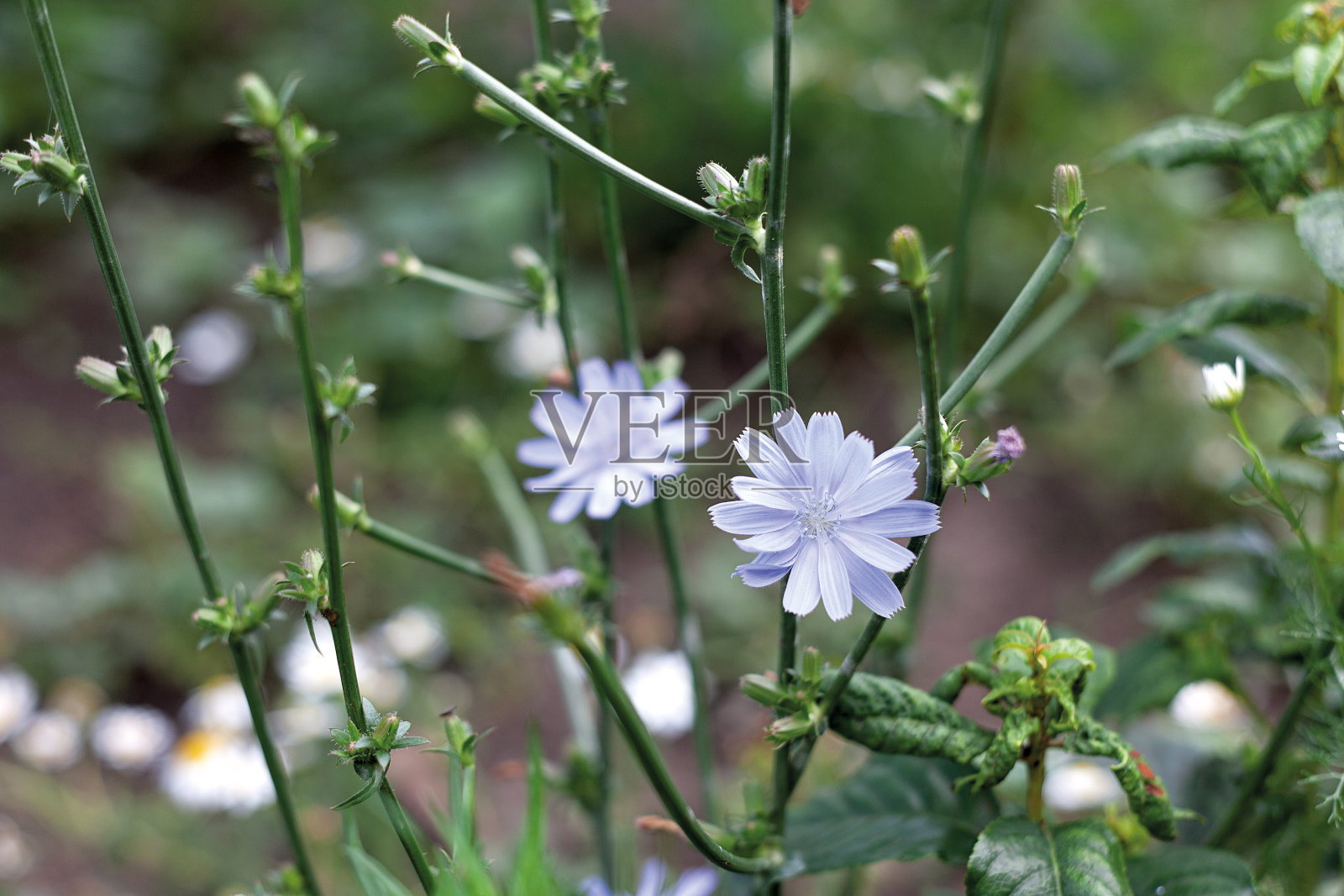 花卉植物菊苣照片摄影图片