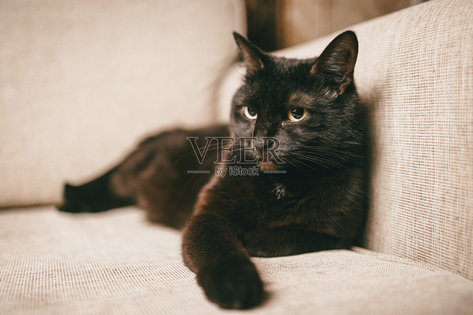 一只性感疲倦的黑猫躺在沙发上看着你。照片摄影图片