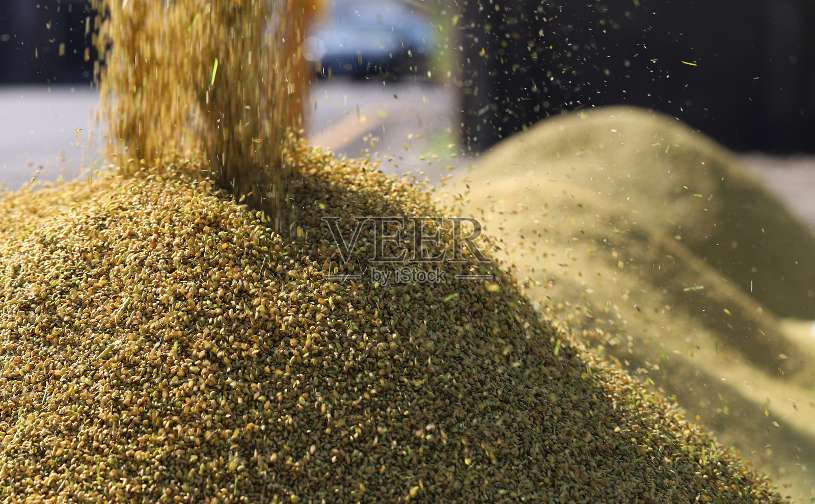 谷物和稻谷，丰收前的老房子照片摄影图片