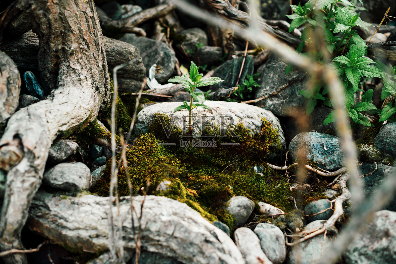 自然照片摄影图片