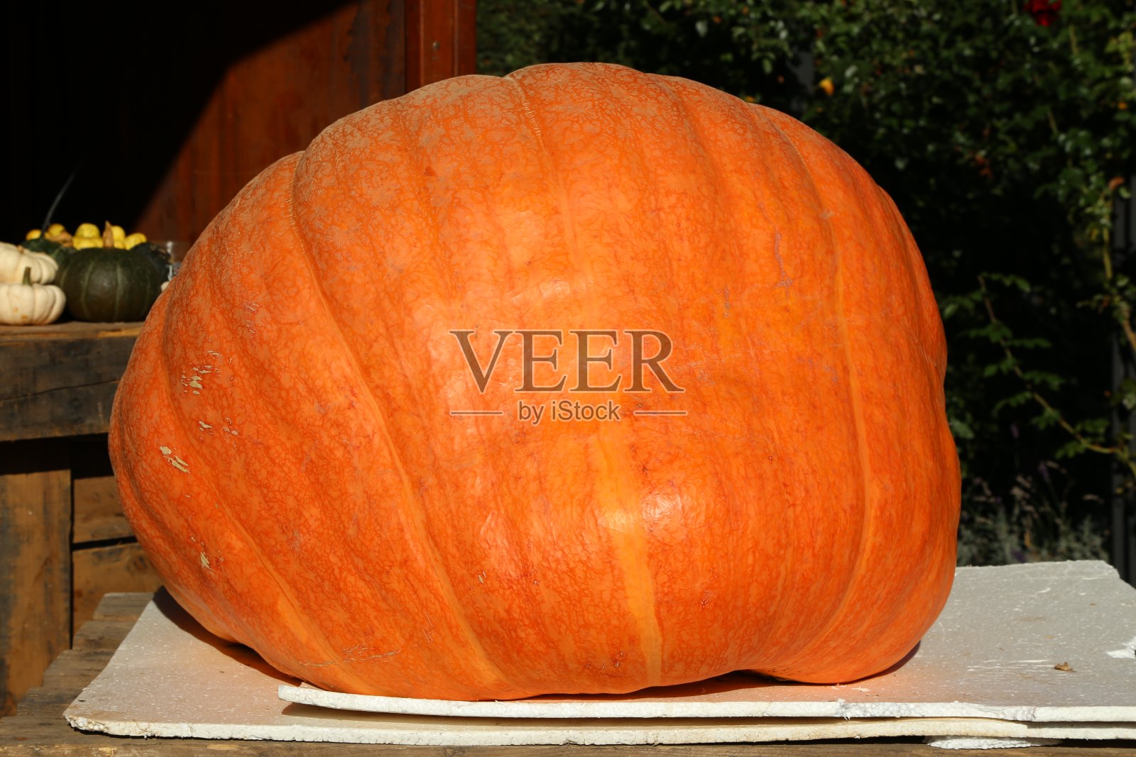 巨大的橙色南瓜在农贸市场或季节性节日照片摄影图片