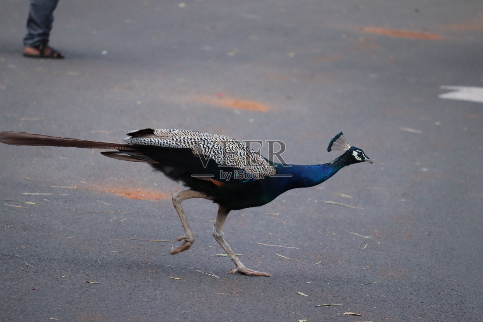 印度孔雀照片摄影图片