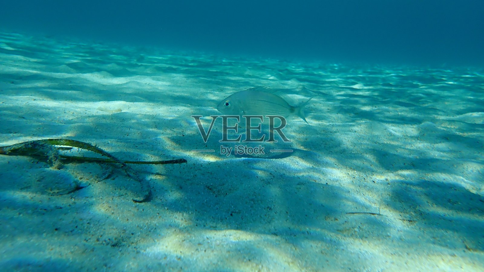 水下的环状鲷(双颌双颌)照片摄影图片