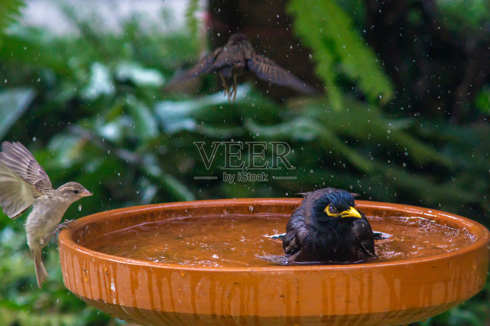 小鸟在洗澡照片摄影图片