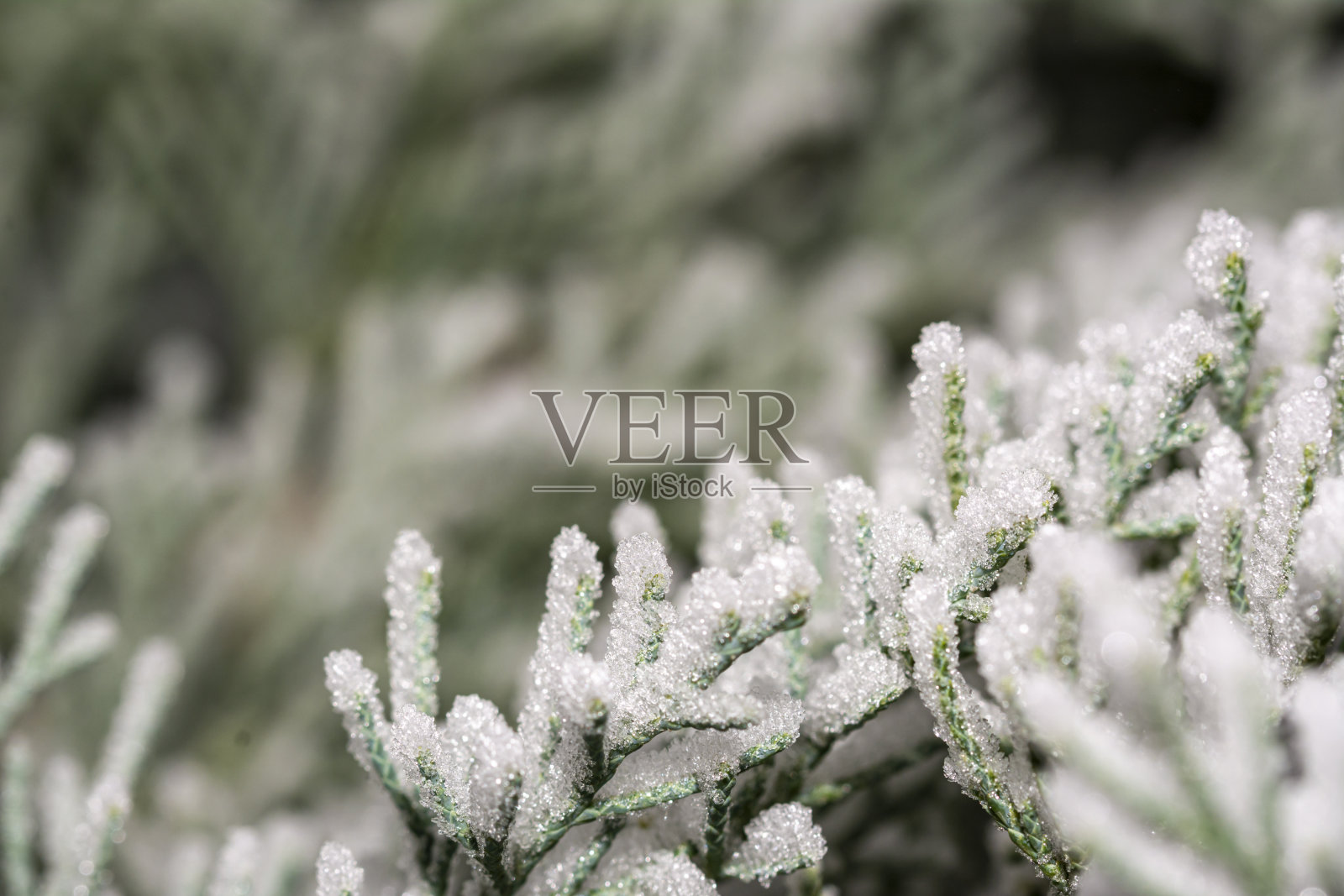 冬天白雪皑皑的背景下布满了树枝。圣诞贺卡免费空间的圣诞文本照片摄影图片