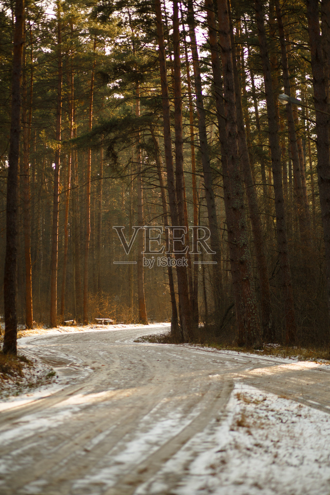 在一个阳光明媚的春日，松树林中的路。照片摄影图片