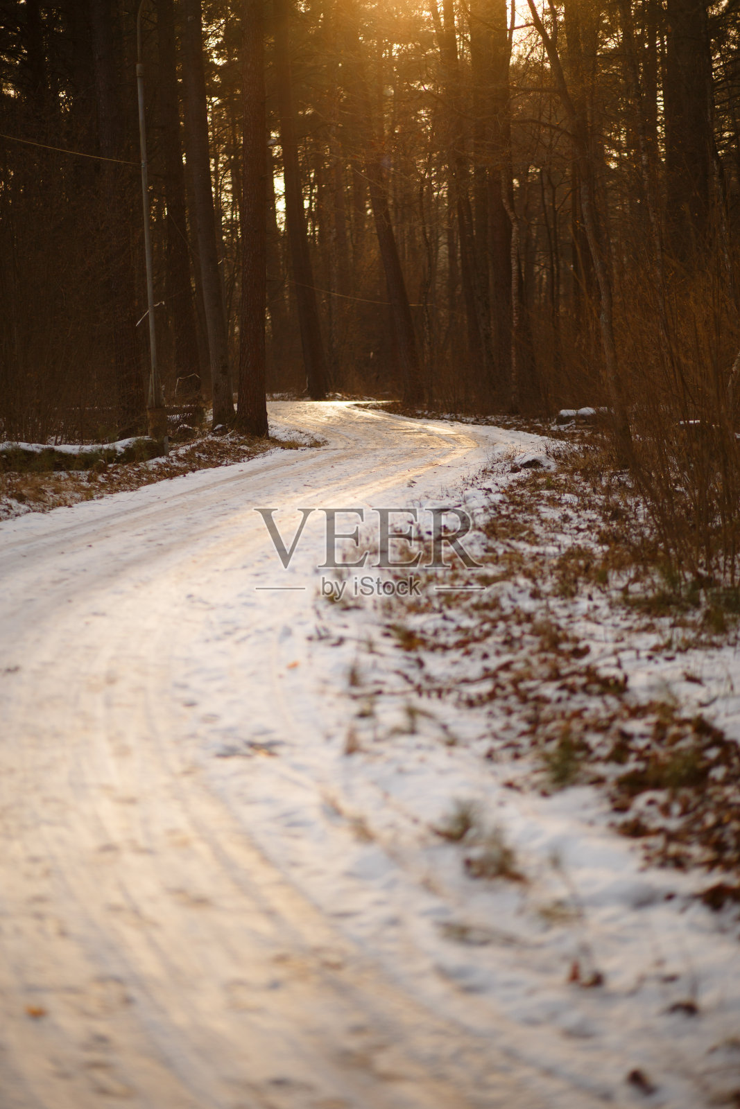 在一个阳光明媚的春日，松树林中的路。照片摄影图片