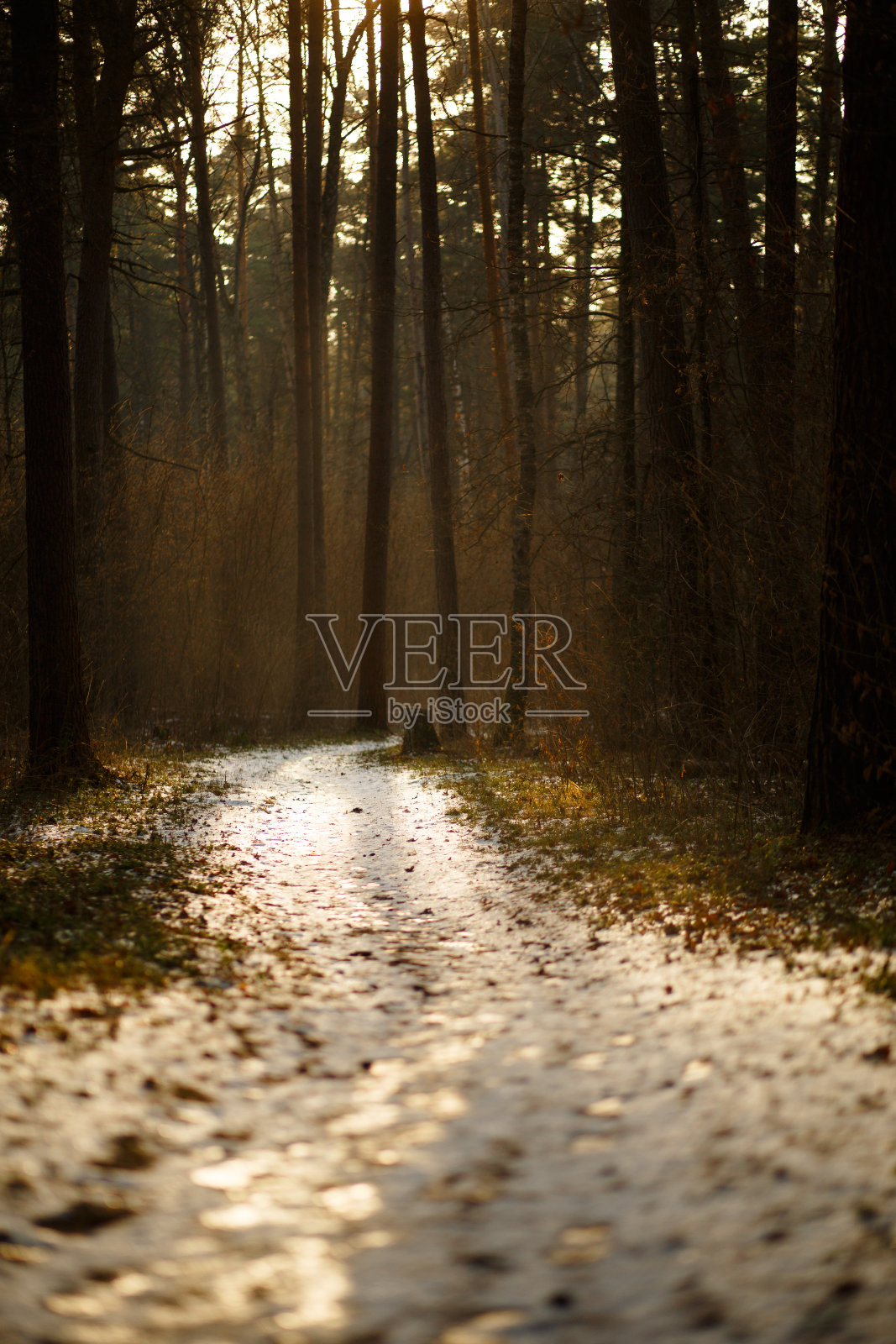 在一个阳光明媚的春日，松树林中的路。照片摄影图片