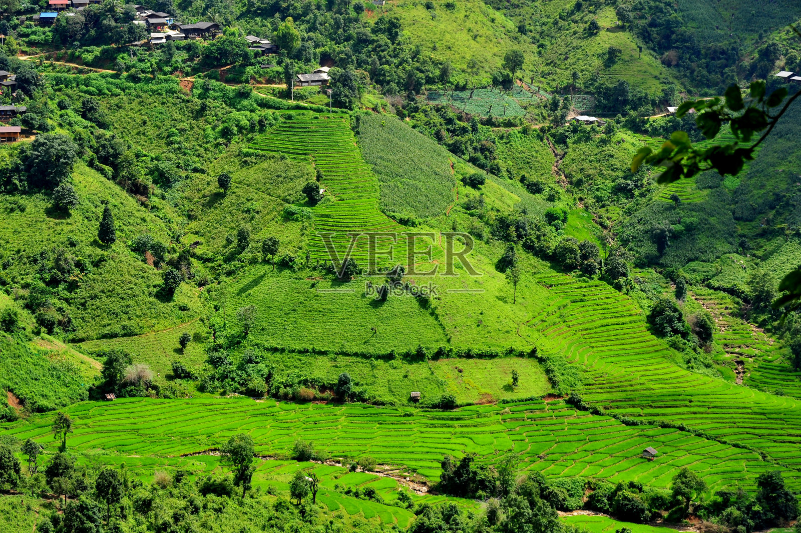 Mae Long House的绿色梯田照片摄影图片