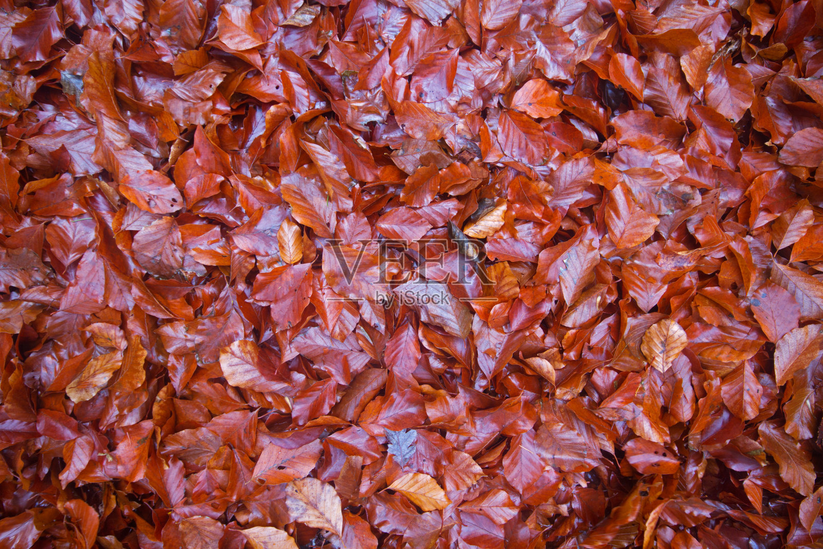 山毛榉的棕色落叶照片摄影图片