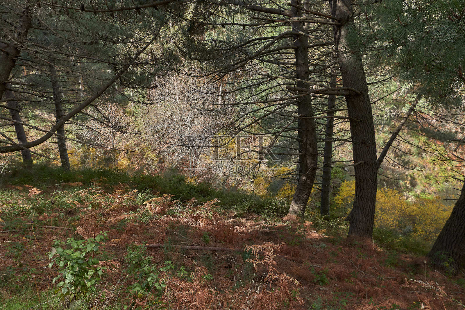 在秋天的胡纳尔徒步旅行，在森林里铺满了树叶照片摄影图片