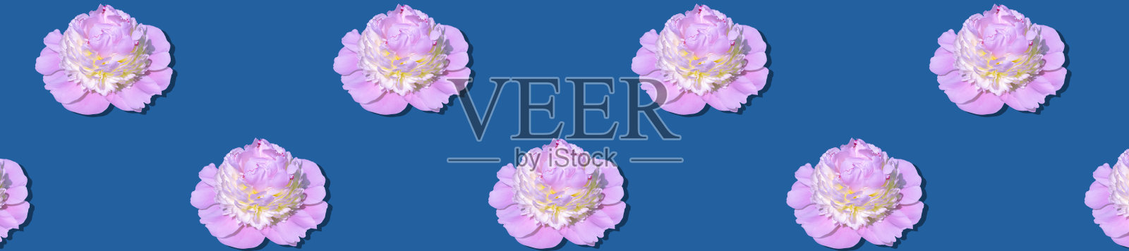 旗帜粉红色牡丹与黄色中心在蓝色背景照片摄影图片