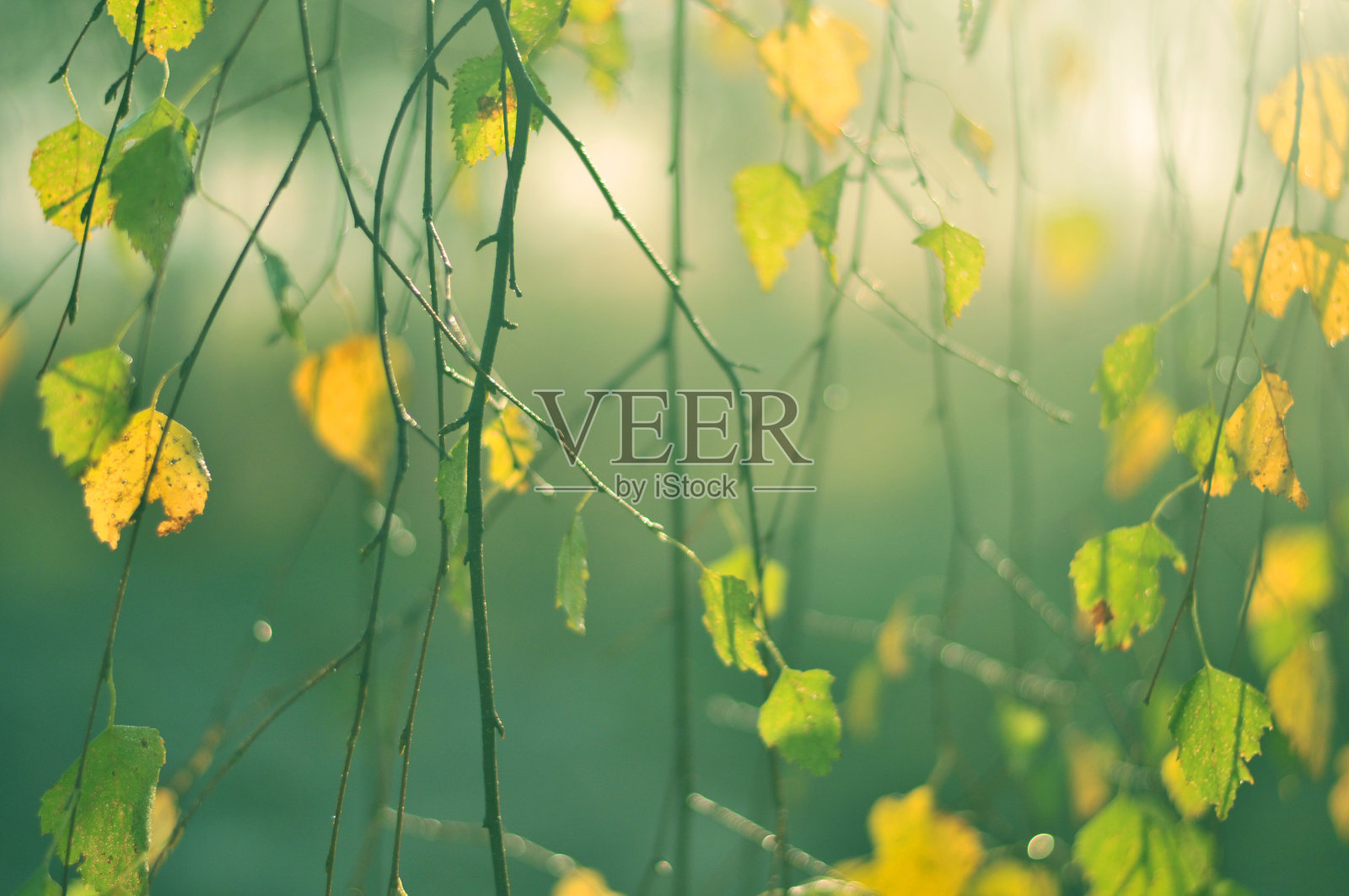 绿色黄色的太阳叶子照片摄影图片