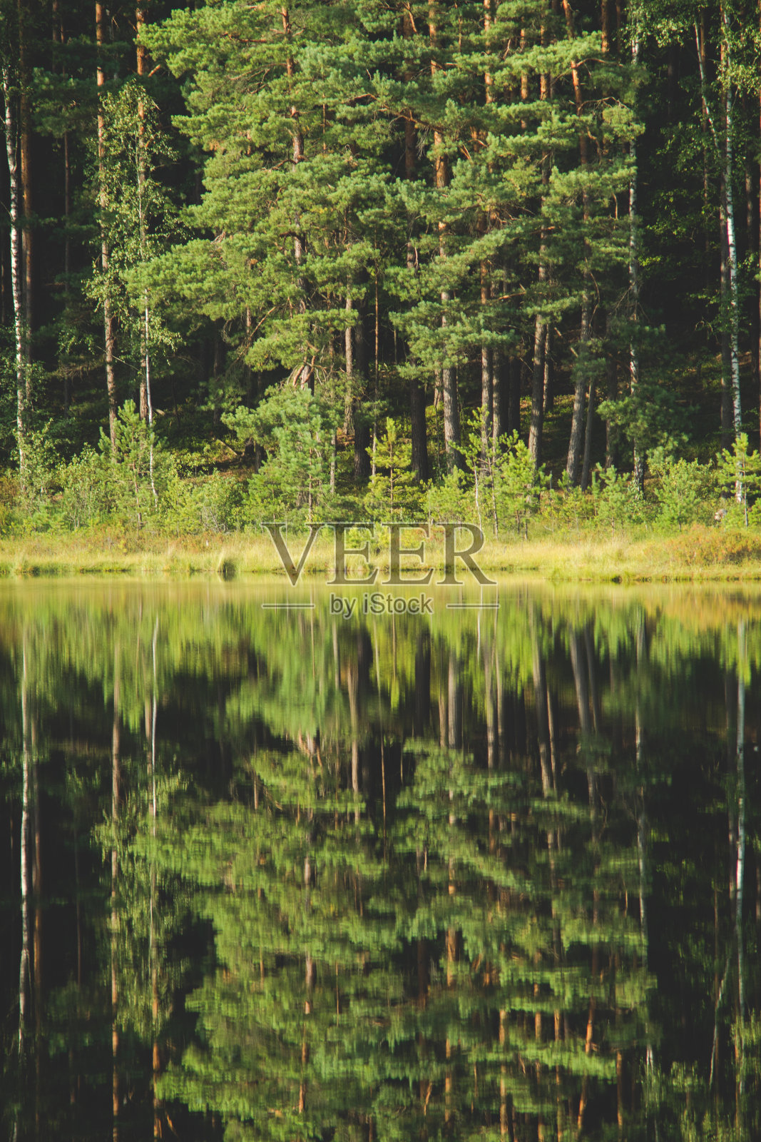 平静的水面上松树林的倒影照片摄影图片