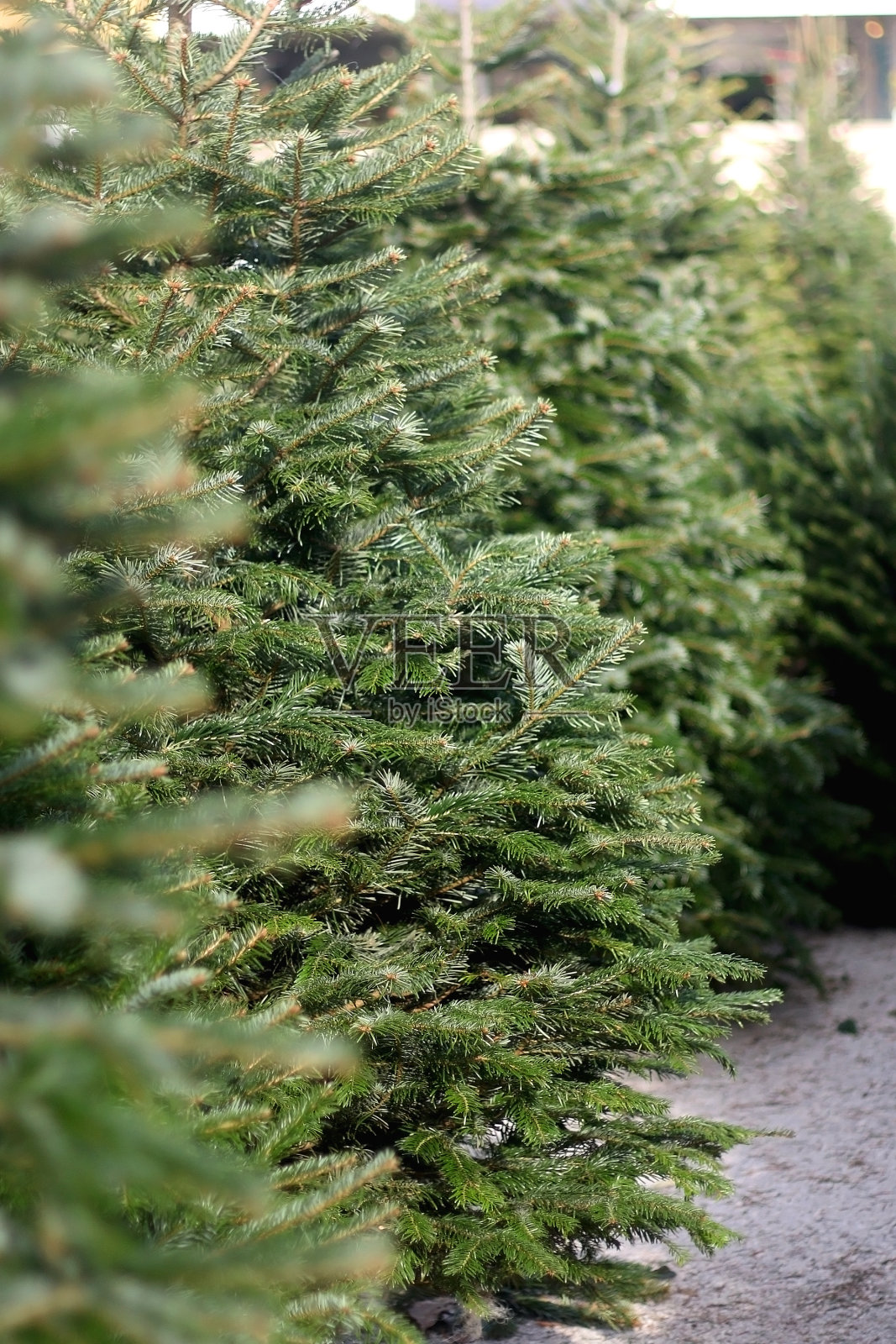 圣诞树很多照片摄影图片
