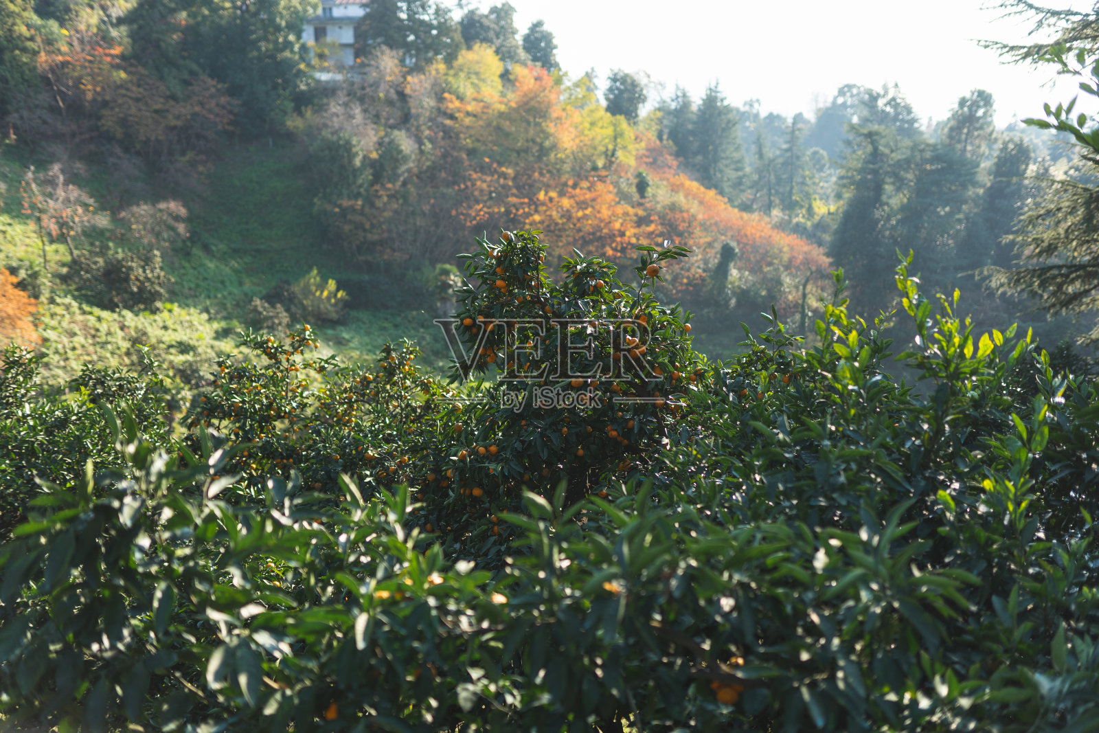 在巴统市植物园采摘柑橘。格鲁吉亚。照片摄影图片