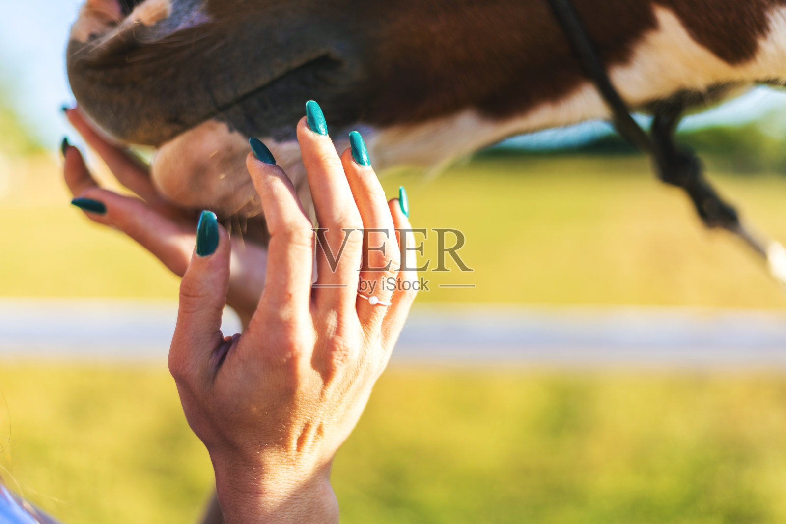 马被女性的手在一个农场在西部科罗拉多州系列农村宠物照片摄影图片