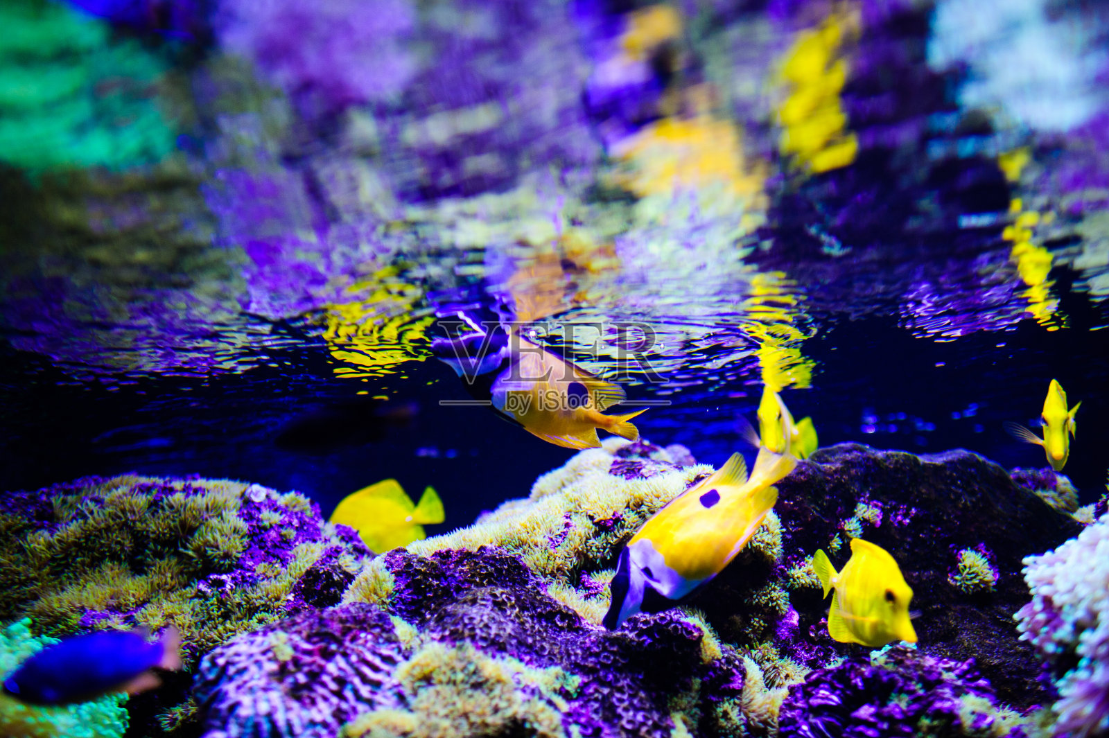 美丽的海底世界，有珊瑚和热带鱼。照片摄影图片