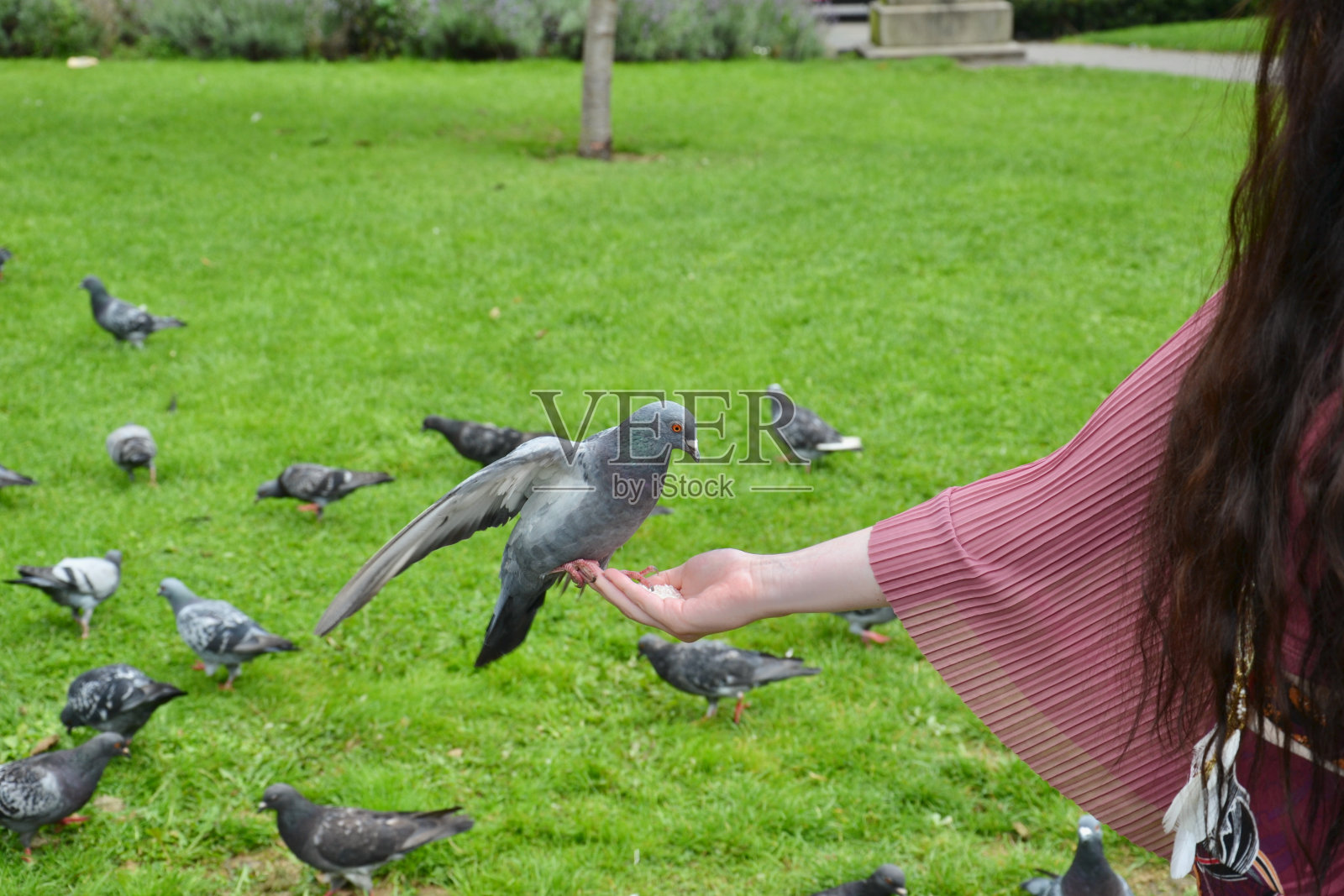 野生城市鸽子平衡在手照片摄影图片