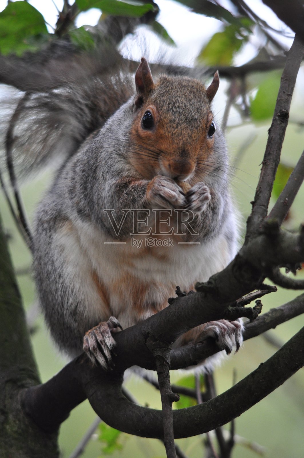 城市野生动物:灰色松鼠照片摄影图片