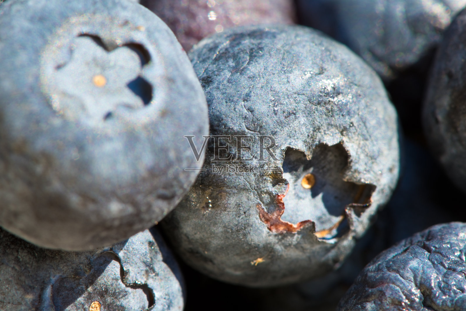 蓝莓的季节照片摄影图片