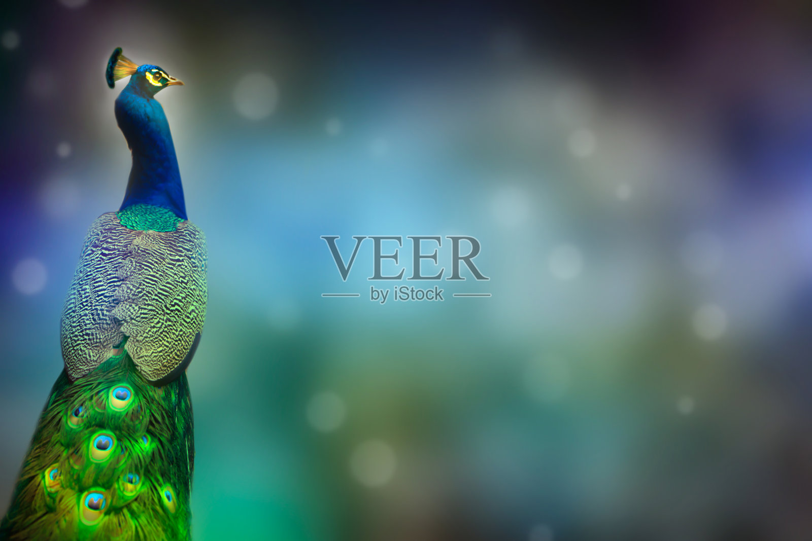 孔雀的外表在抽象的舞台背景上照片摄影图片