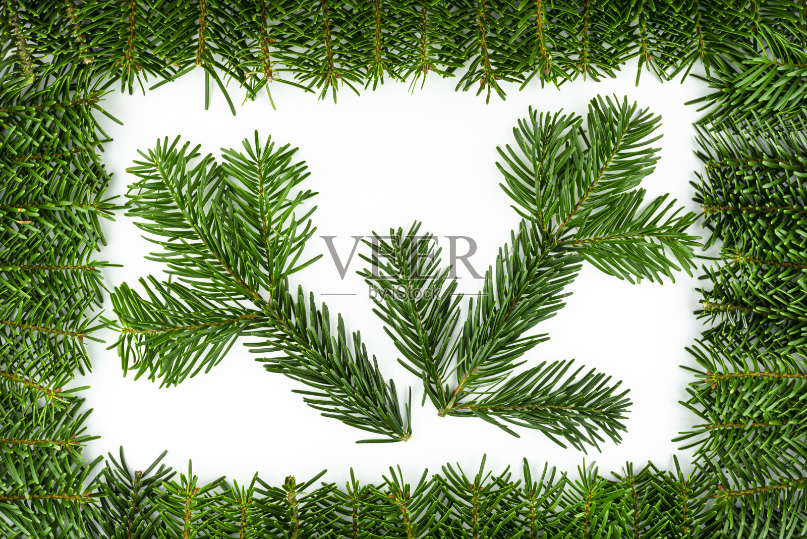 冷杉在小树枝中间，孤立在白色的背景上。照片摄影图片