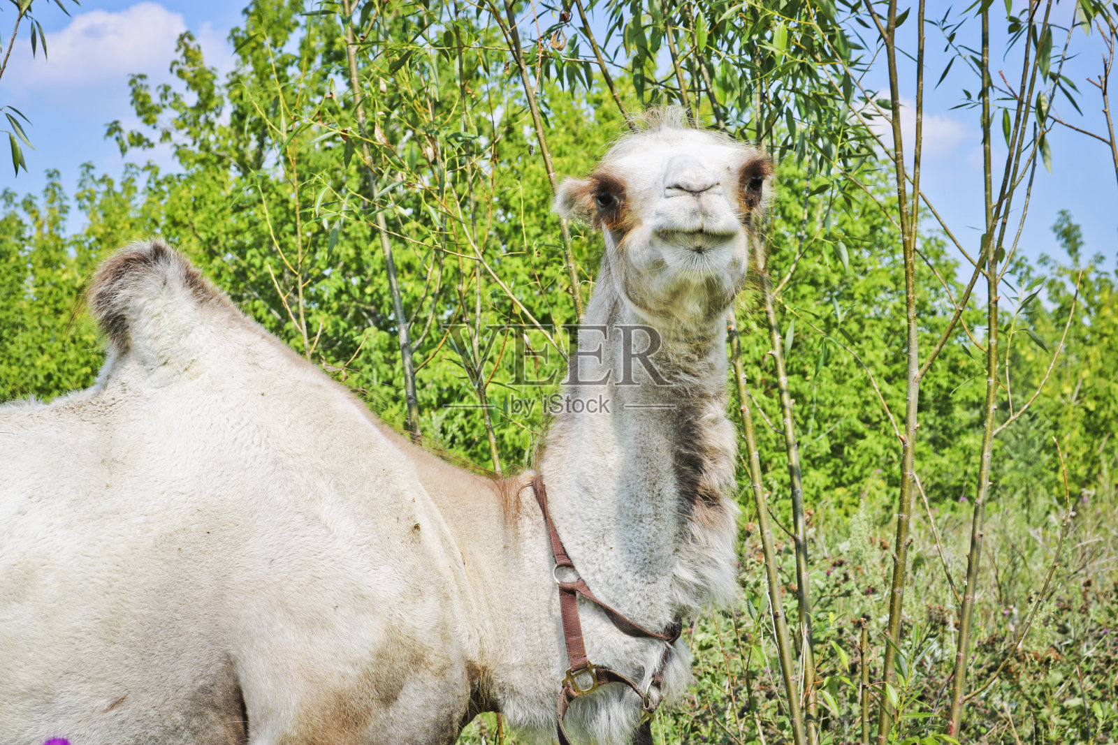 灌木丛中的一只小骆驼。他想吃东西，就往画框里看。剥削和虐待动物的概念。照片摄影图片