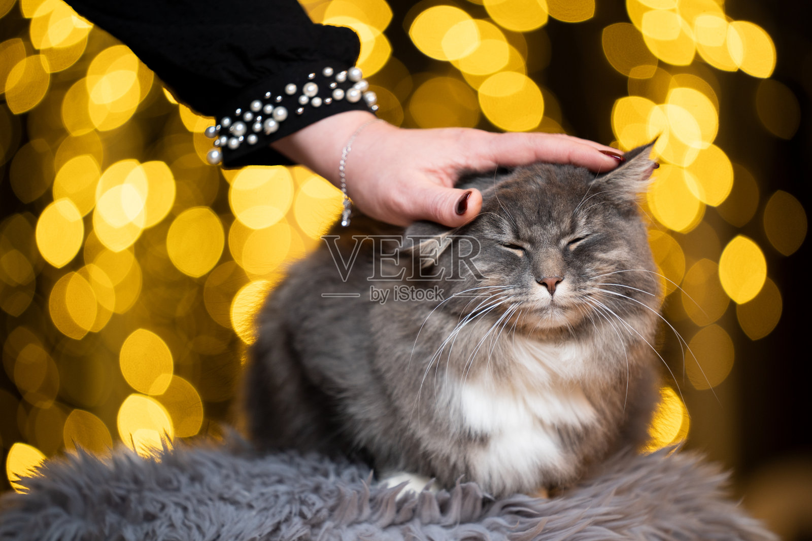 猫散景灯照片摄影图片