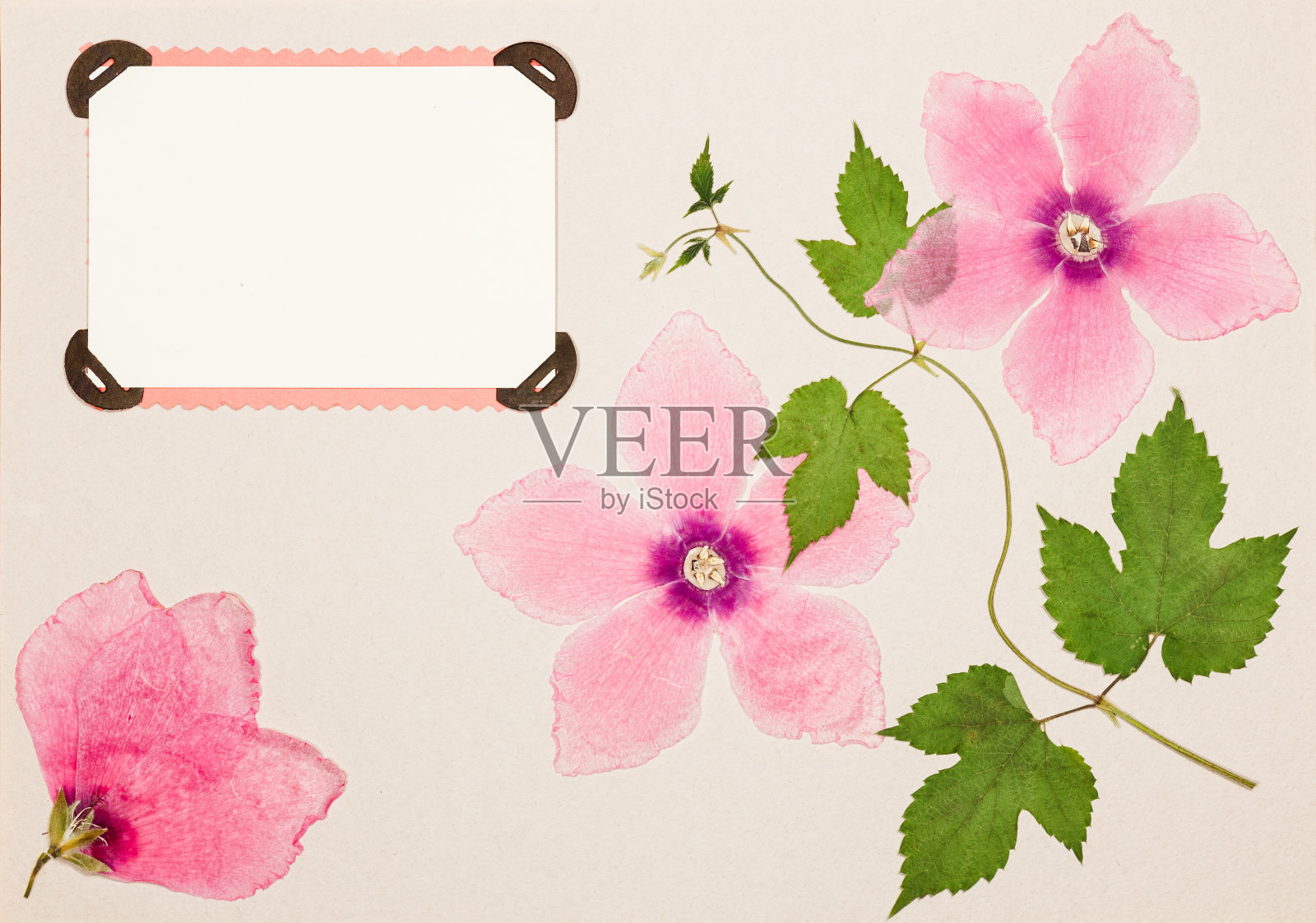 旧相册里的一页，灰色的。剪贴簿元素装饰的叶子，花和花瓣仙客来花。乡村风格的相册页在剪贴簿与相框的照片。照片摄影图片