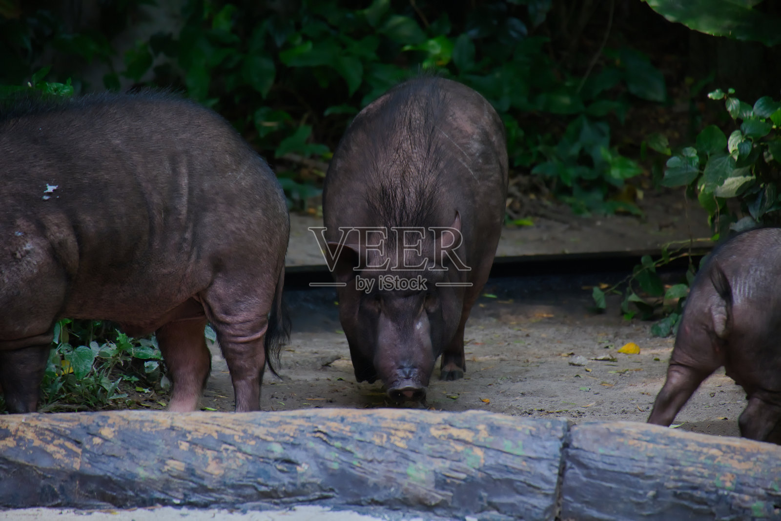 吃东西的野猪。照片摄影图片