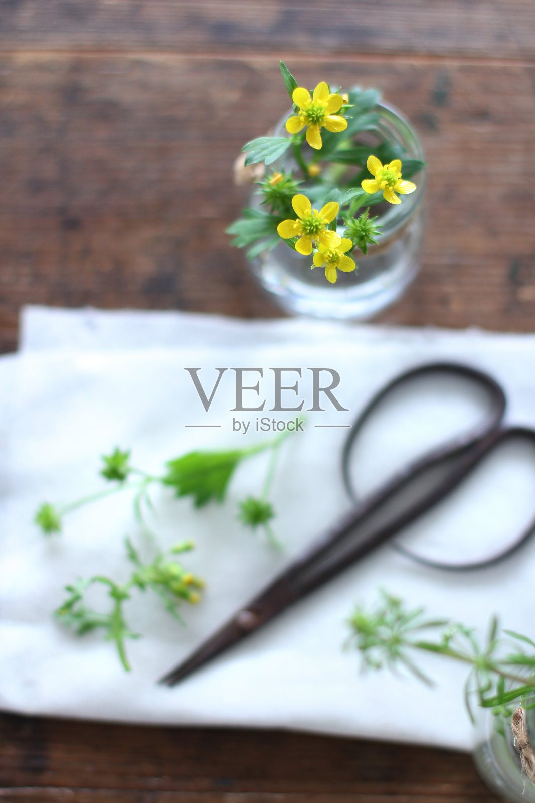 你可以在地里种花照片摄影图片