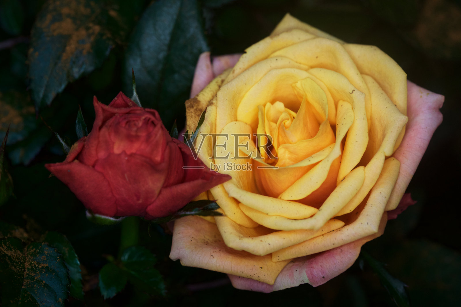 两朵玫瑰的特写照片摄影图片