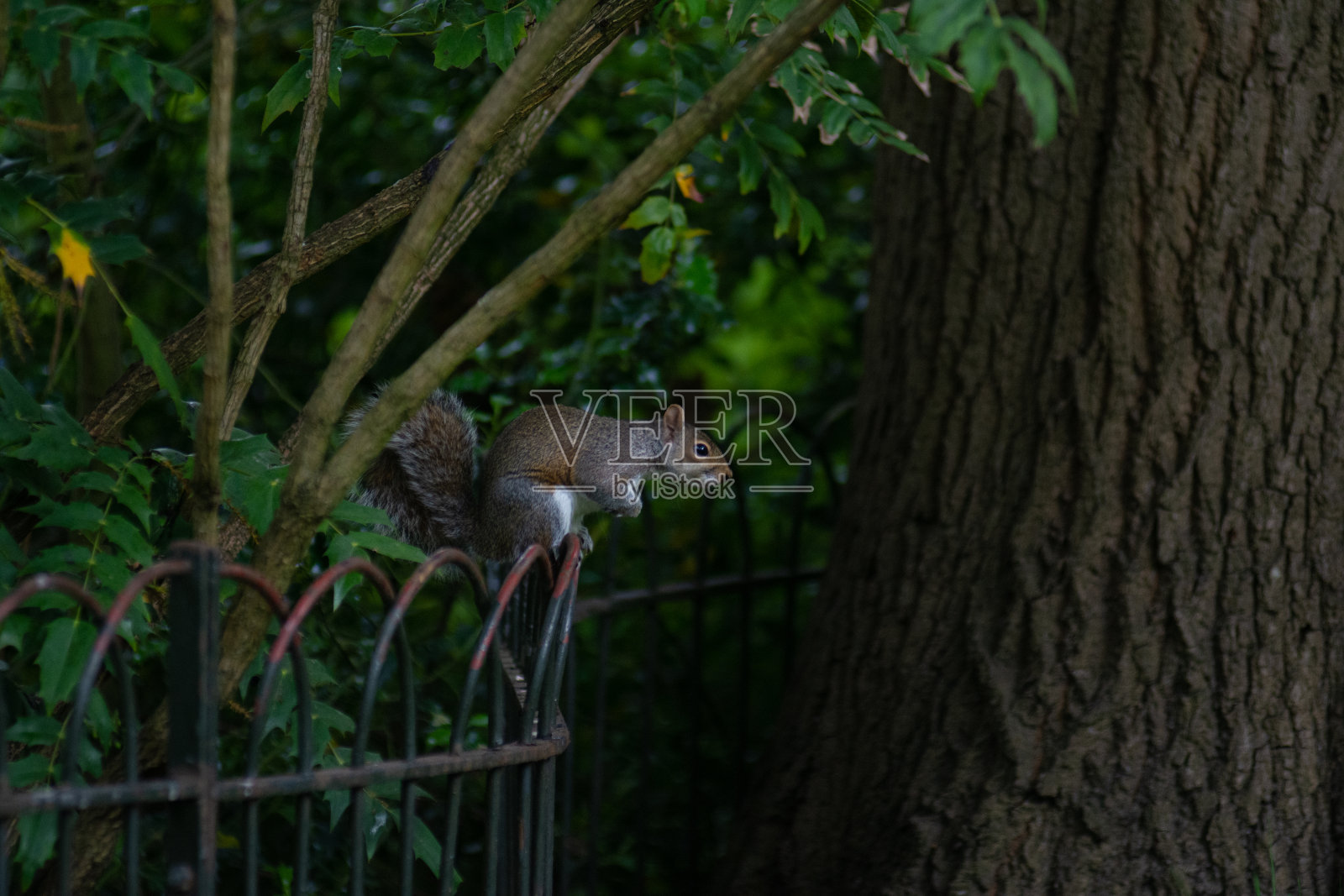 松鼠照片摄影图片