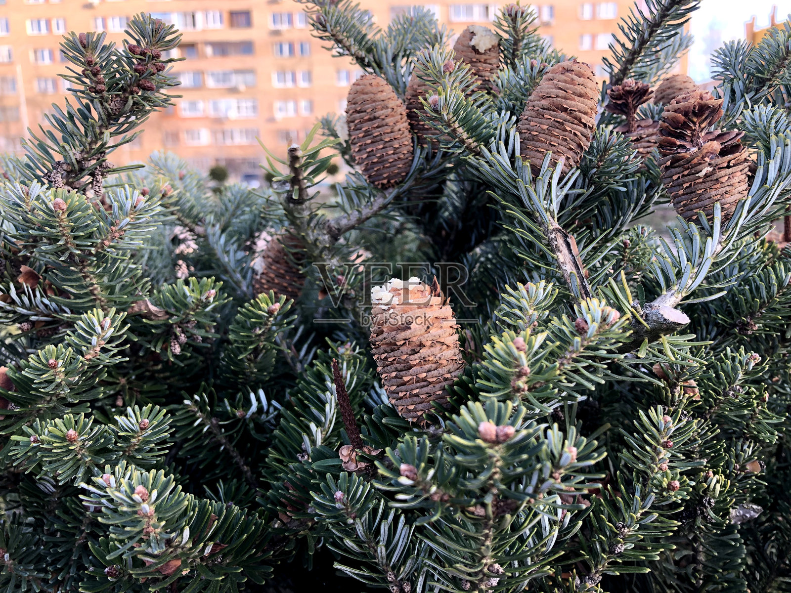 绿冷杉枝上有许多球果，短针叶，公园在城中，秋天，冬天，白天阳光明媚。照片摄影图片
