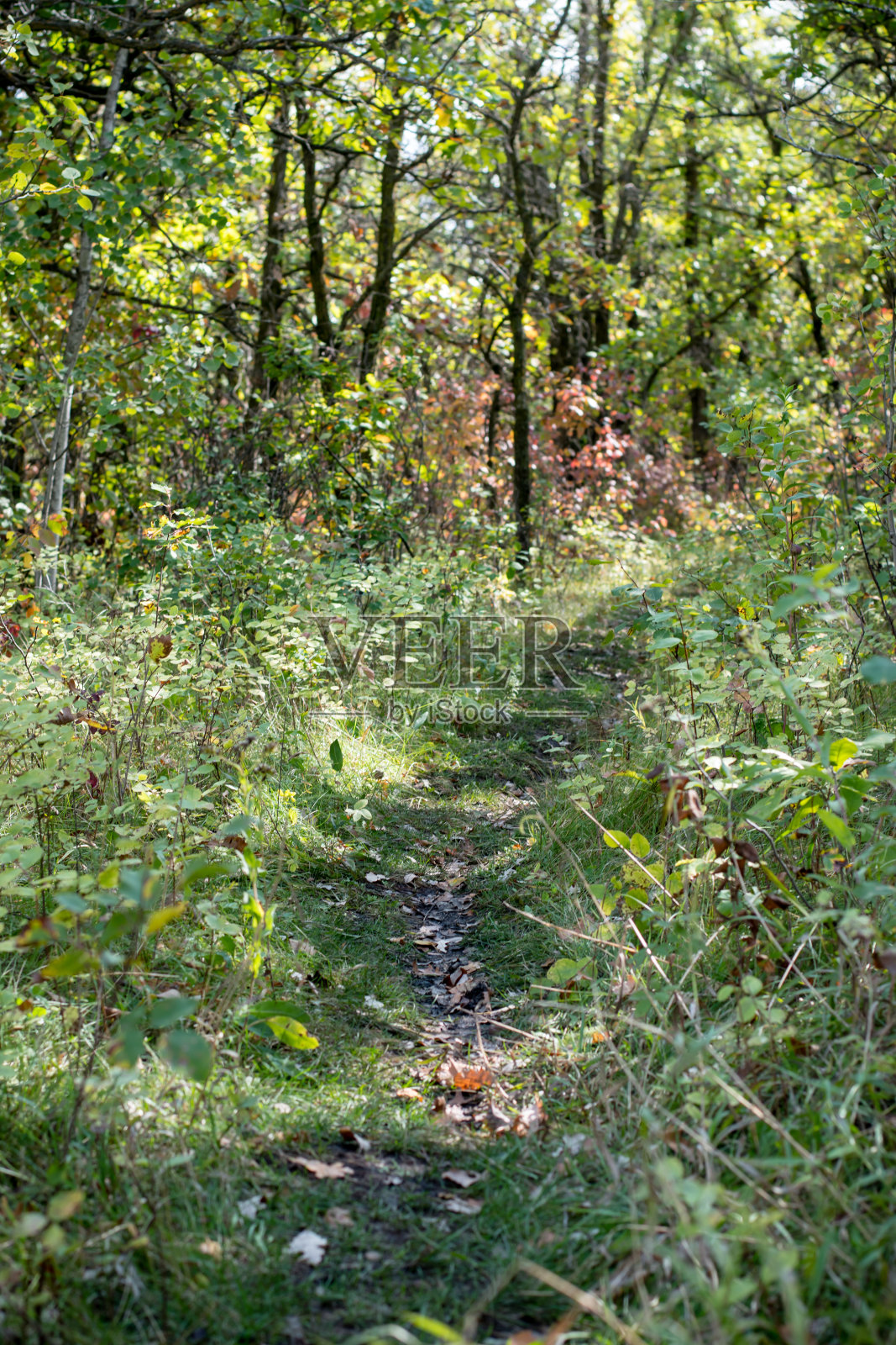 秋天里美丽的森林小径照片摄影图片