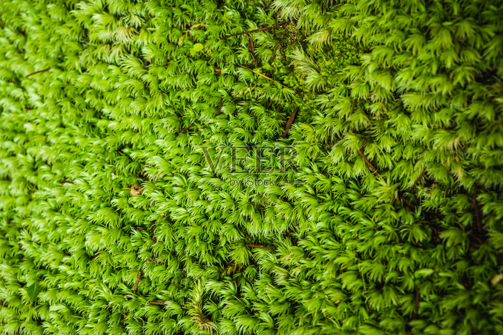 这棵树的根部长着青苔。苔藓质地的壁纸。软的焦点。照片摄影图片