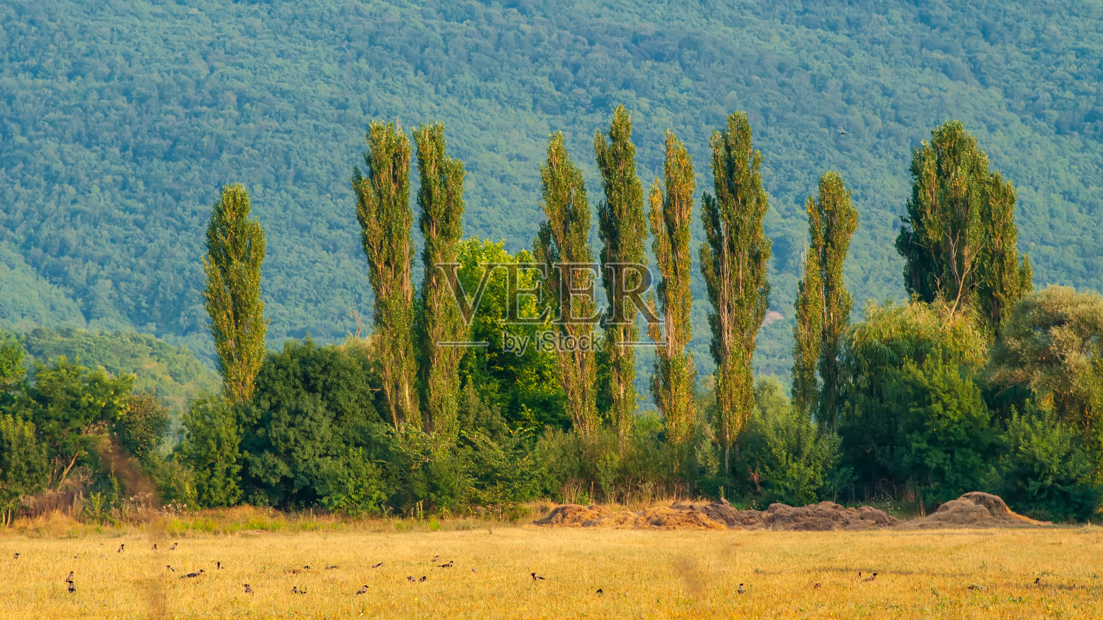 白杨树和草地的背景是山腰，风景在乡间。照片摄影图片