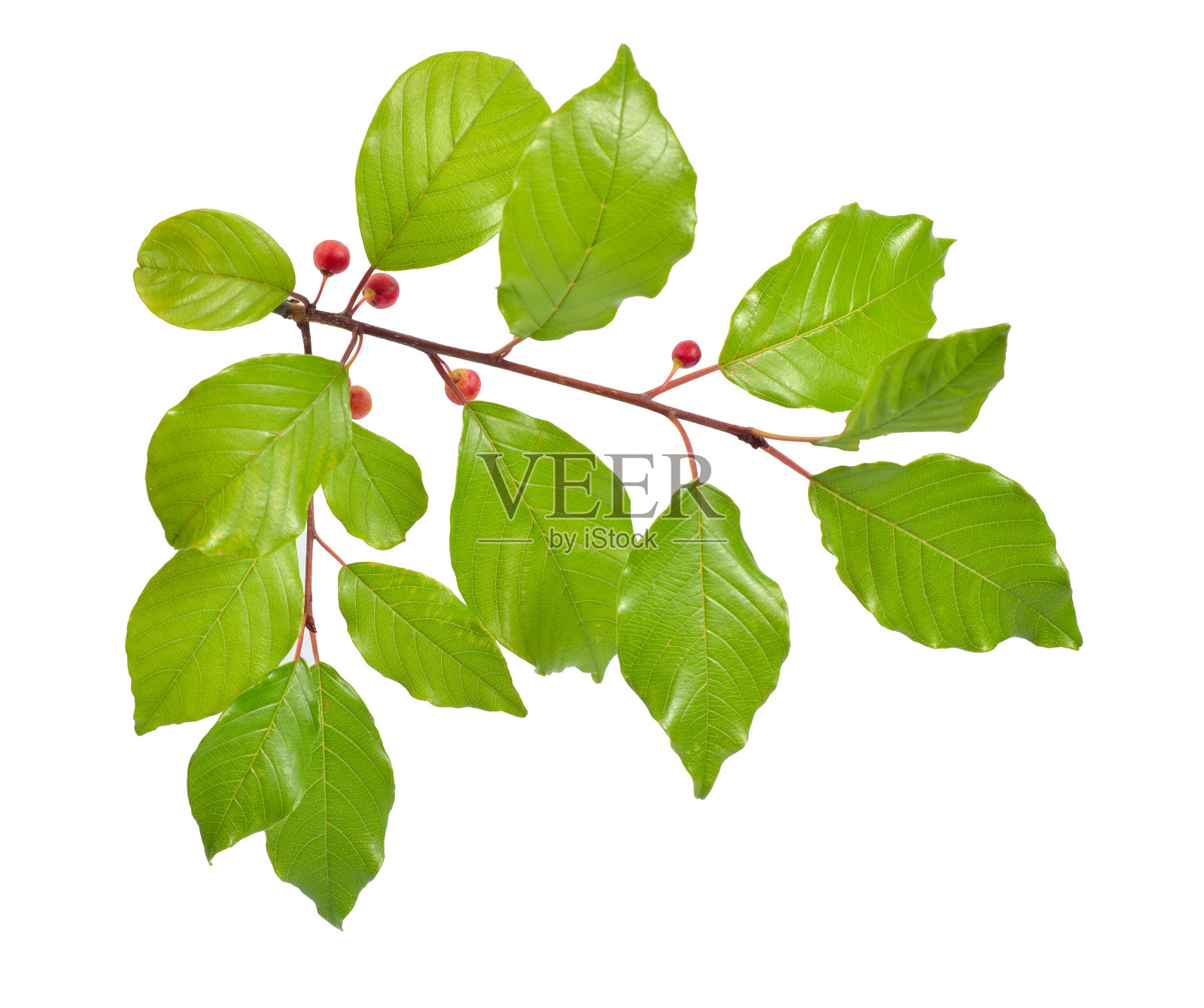 孤立在白色背景上的浆果的蕨或沙棘小枝照片摄影图片