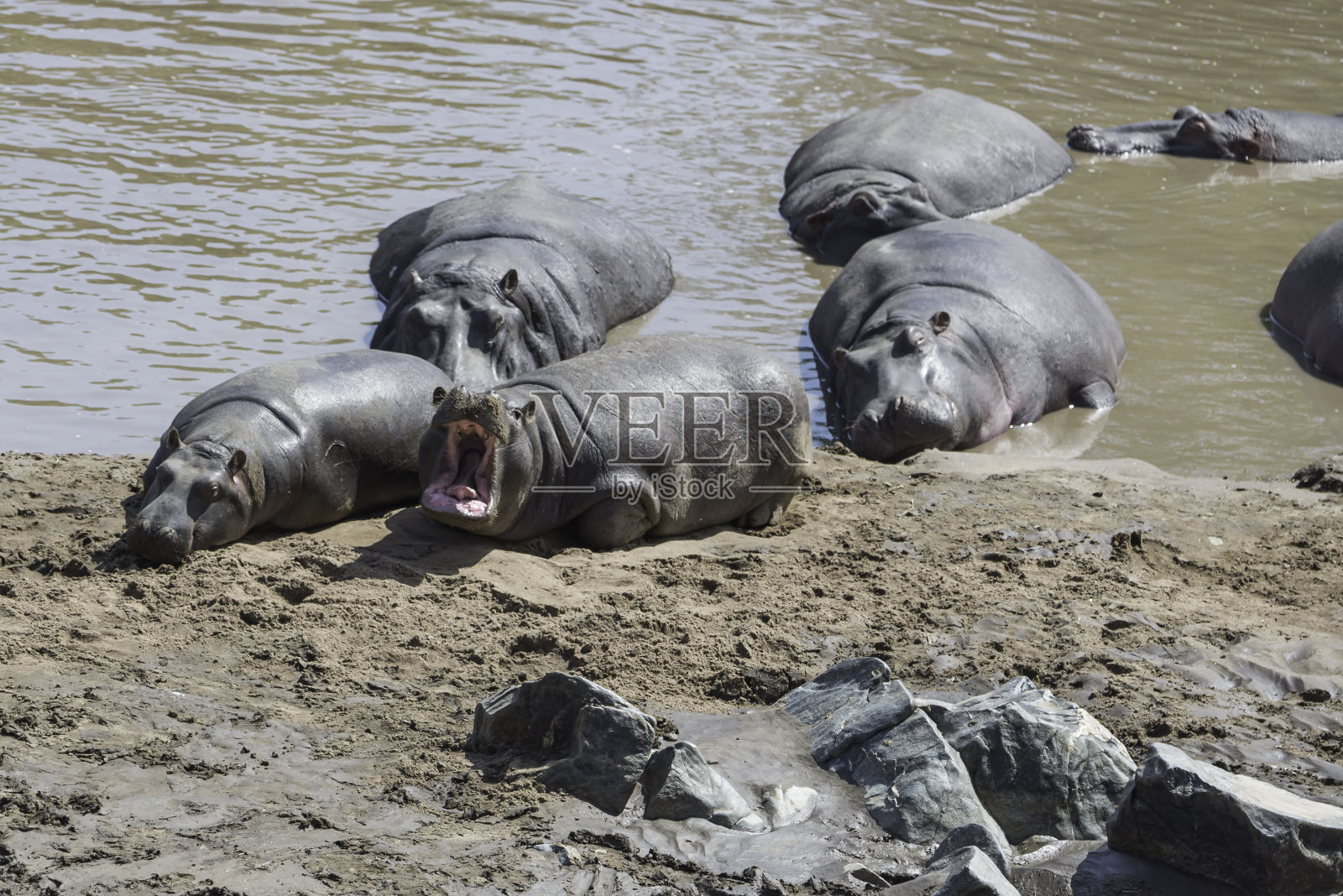 河边的一大群河马照片摄影图片