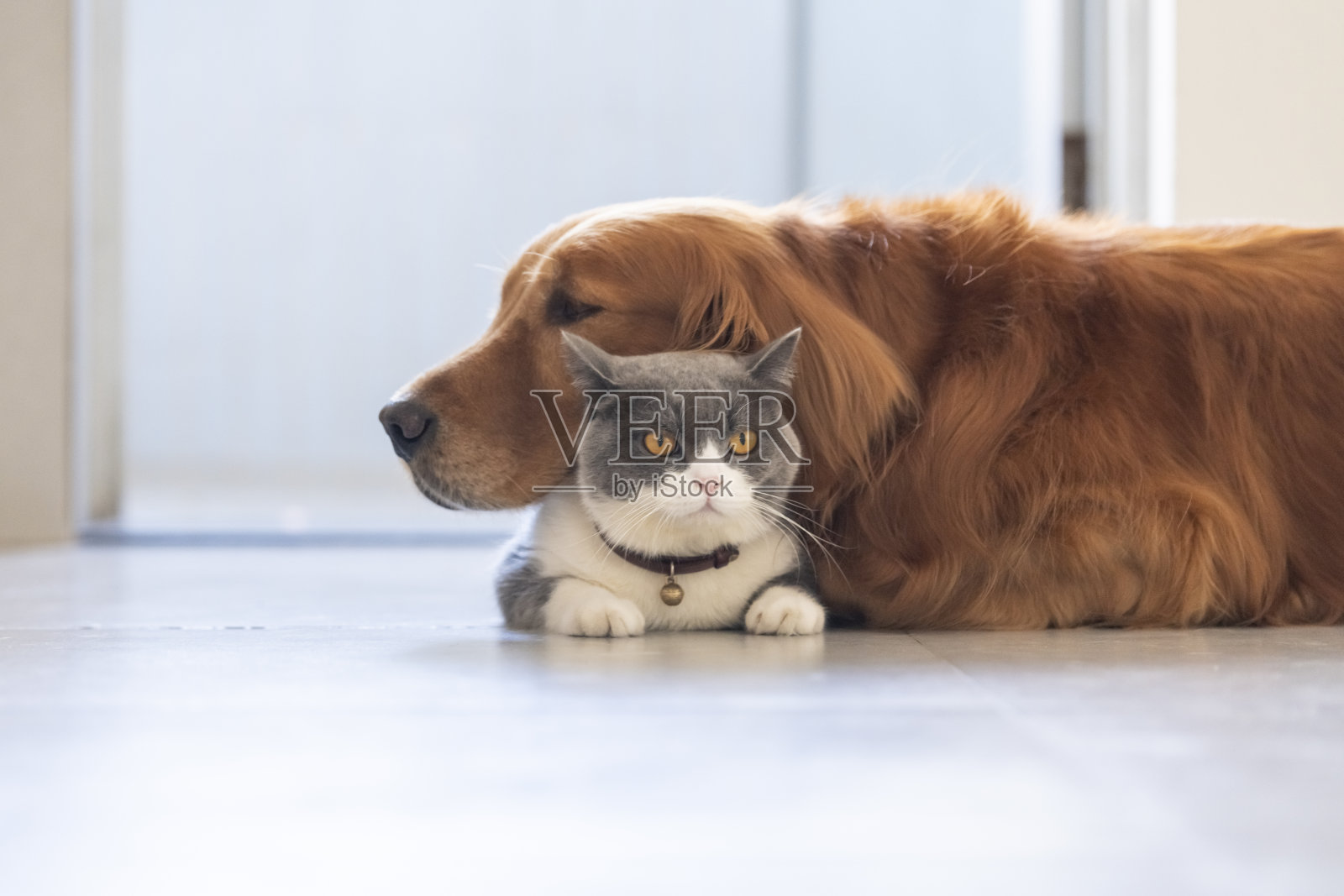 友好的英国短毛和金毛猎犬照片摄影图片