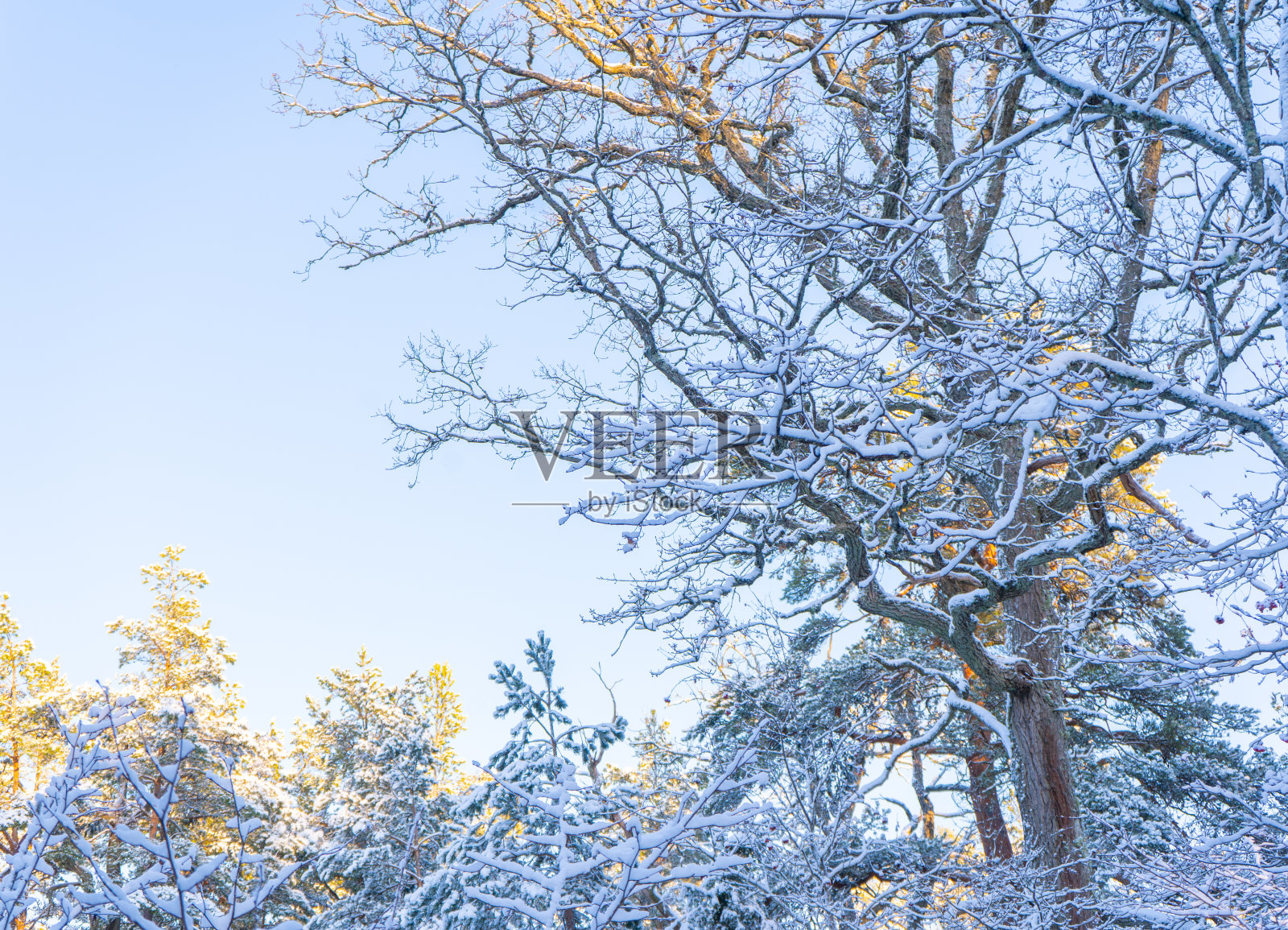 瑞典明亮的冬日。结霜的树和雪地。冬天在斯堪的纳维亚半岛。风景壁纸。照片摄影图片