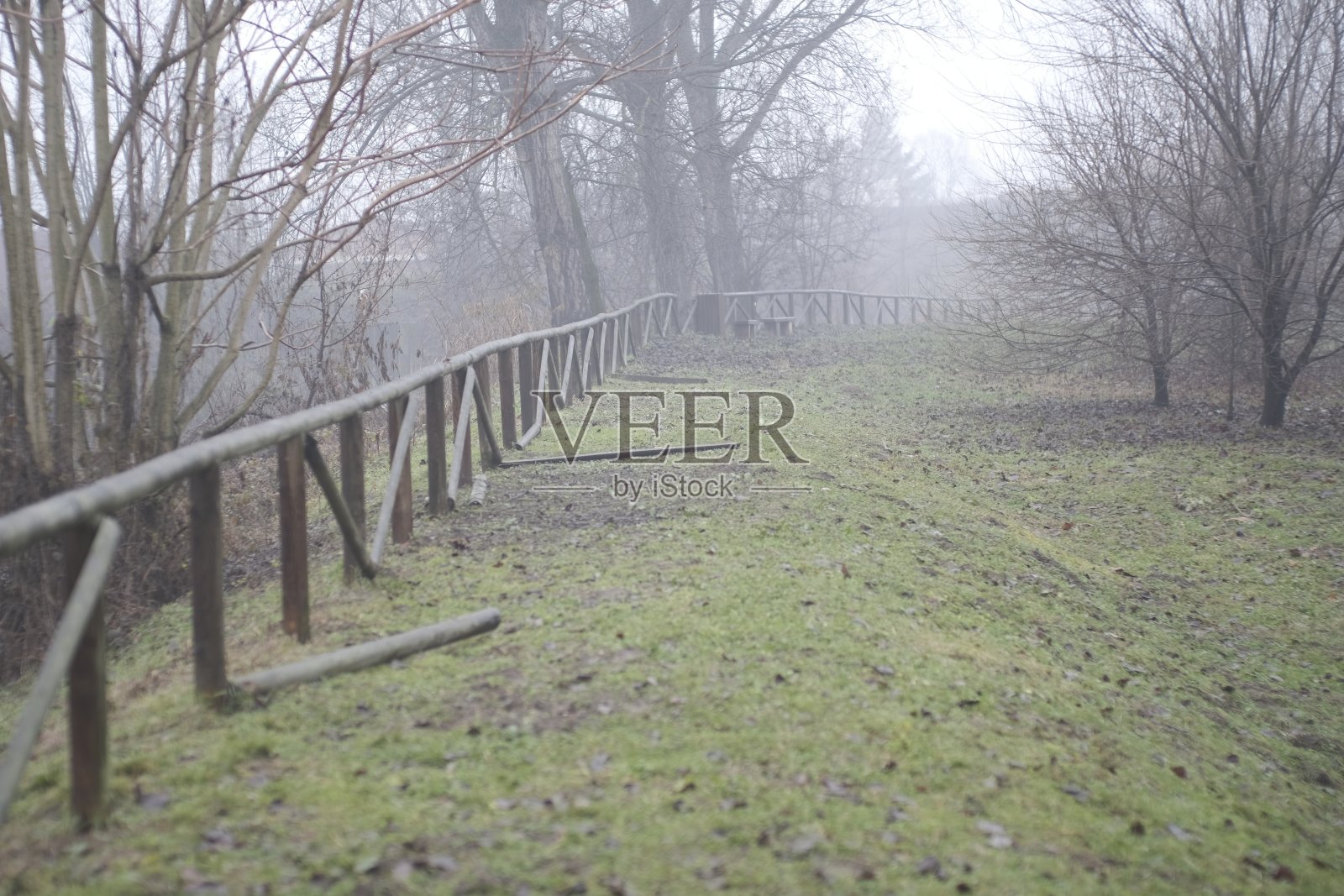 植物,雾照片摄影图片