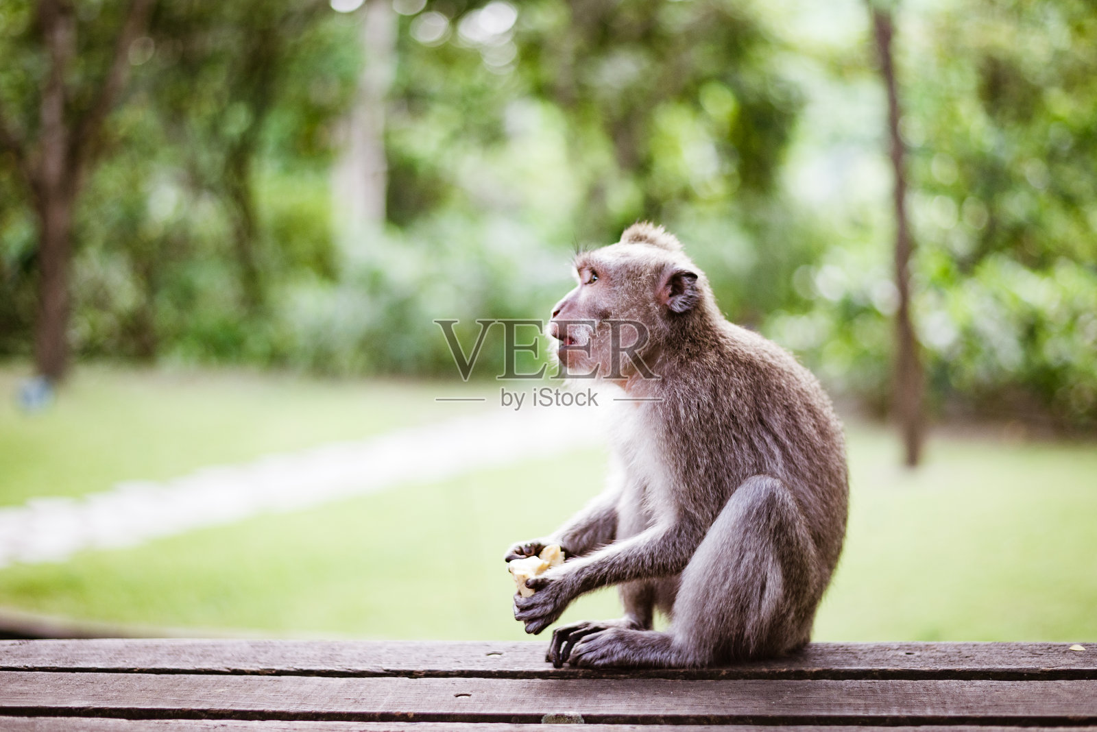 乌布圣猴森林里的猕猴照片摄影图片