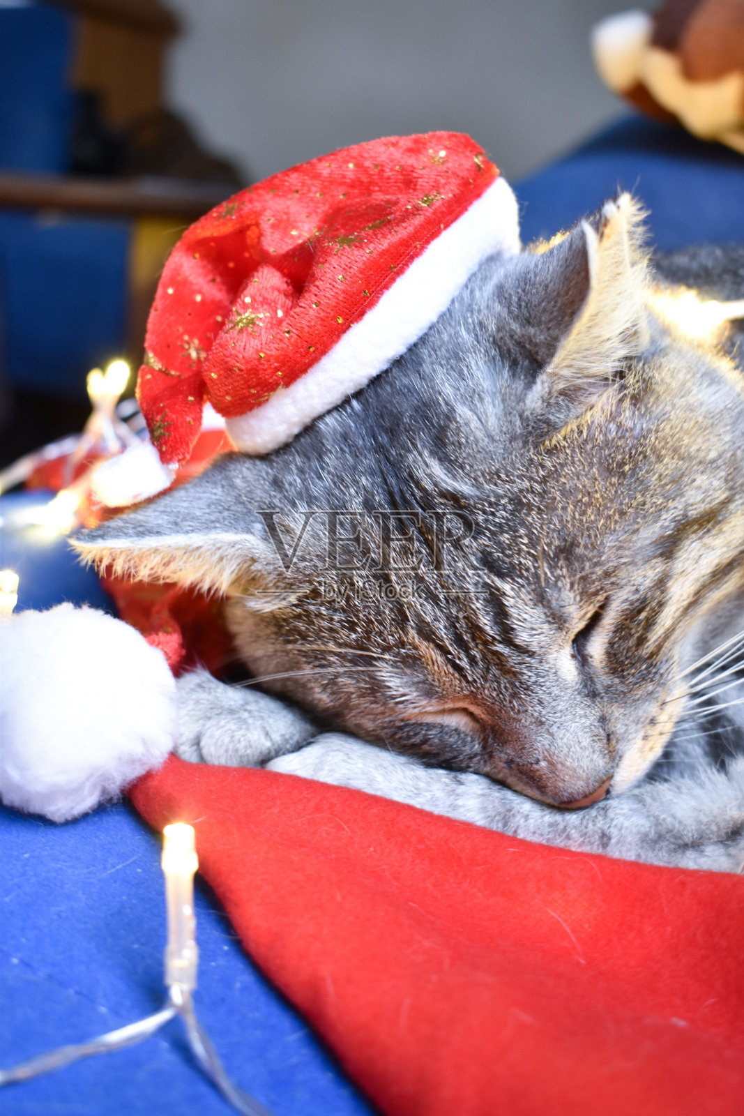 戴着圣诞老人帽的灰猫正在打盹照片摄影图片
