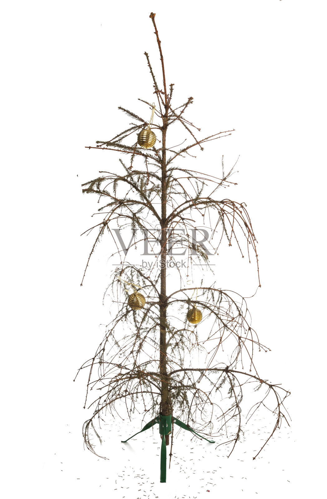 干枯的松针脱落的圣诞树。孤立在白色背景上。照片摄影图片