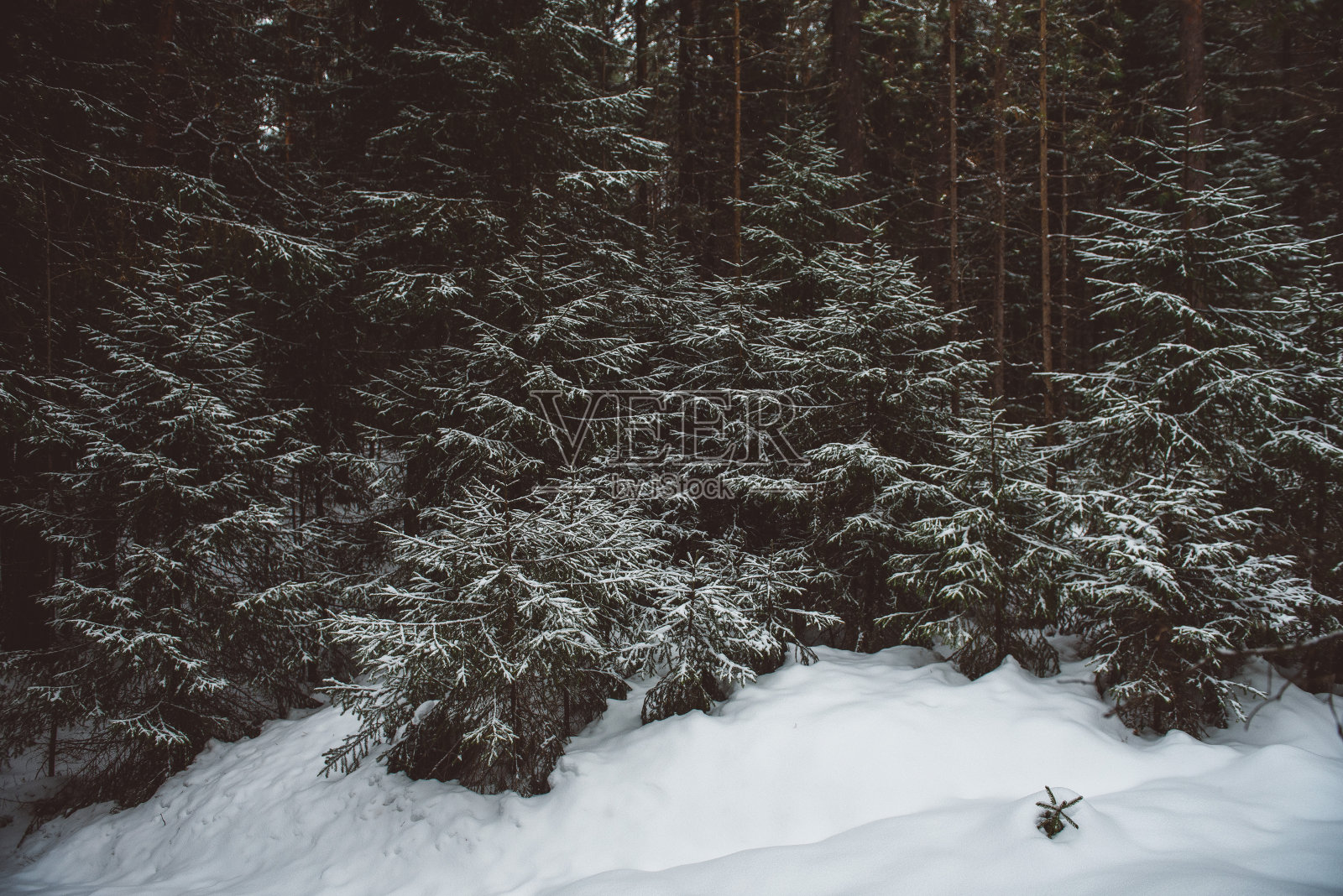 冬天的森林景观。照片摄影图片